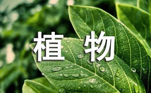 水生植物盆栽怎么养