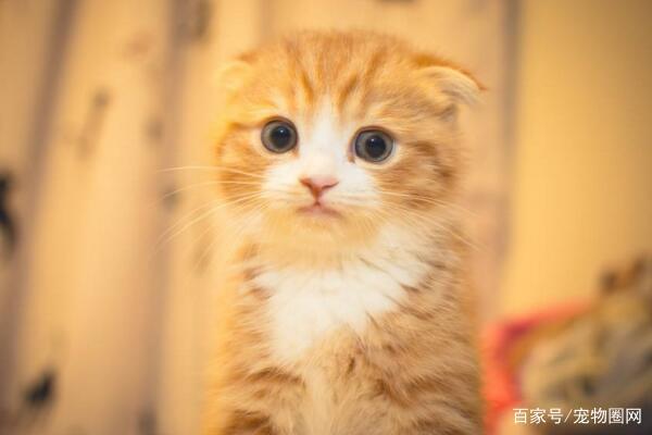 常见的猫咪品种,你最喜欢哪个?
