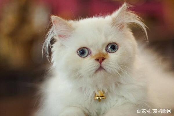 常见的猫咪品种,你最喜欢哪个?