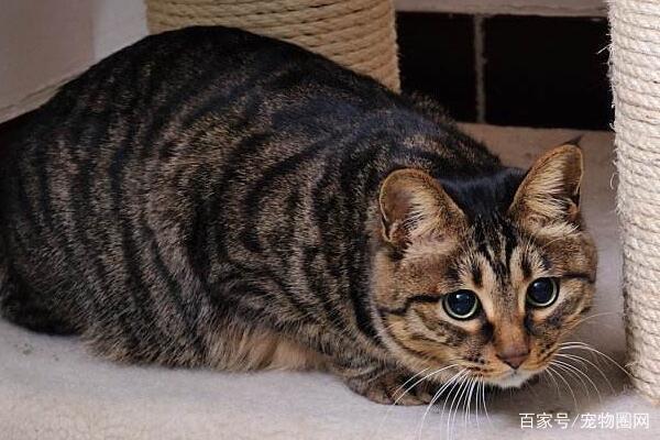 常见的猫咪品种,你最喜欢哪个?