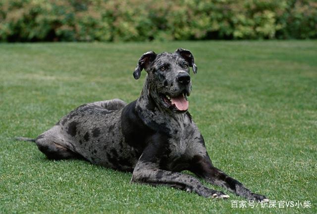 世界上体型最大的5种狗你都听说过吗？