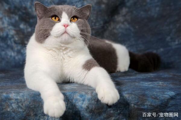 常见的猫咪品种,你最喜欢哪个?