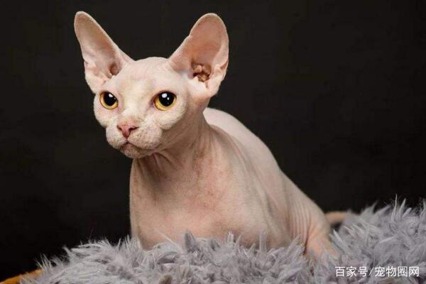 常见的猫咪品种,你最喜欢哪个?