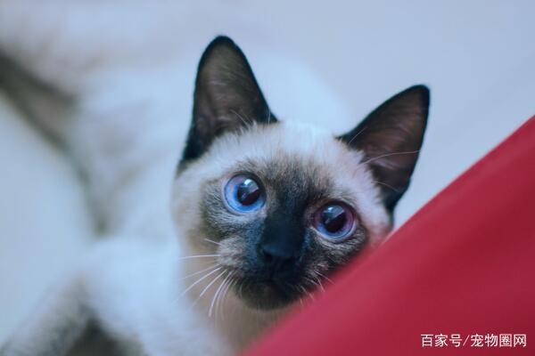 常见的猫咪品种,你最喜欢哪个?