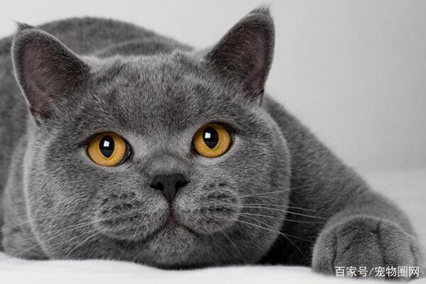 常见的猫咪品种,你最喜欢哪个?