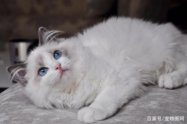 常见的猫咪品种,你最喜欢哪个?