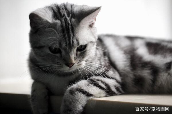 常见的猫咪品种,你最喜欢哪个?