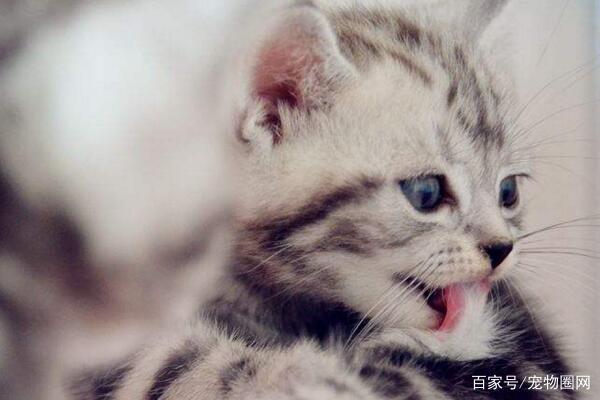 常见的猫咪品种,你最喜欢哪个?