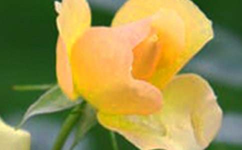 精选花朵优美句子69句