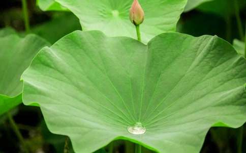 《荷叶圆圆》教学反思(15篇)