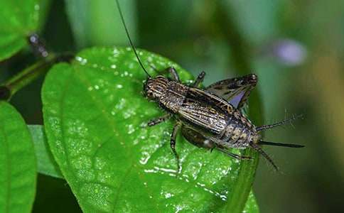 《蟋蟀的住宅》教学反思 (精选10篇)