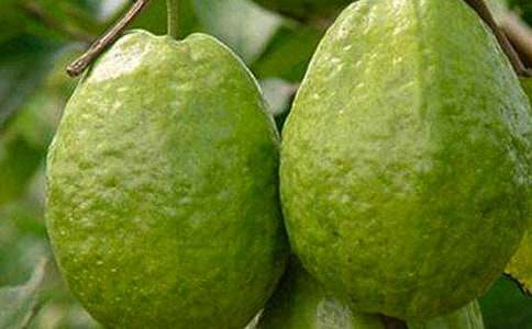 《石榴》教学反思小结通用