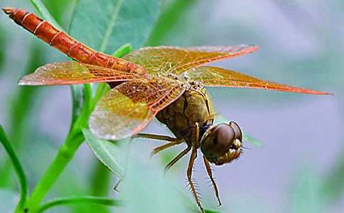 蜻蜓点水同义词