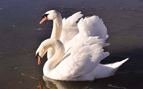 《天鹅的故事》说课稿