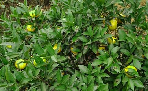 经营果园共同承包合同