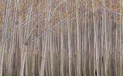 白杨礼赞成语造句