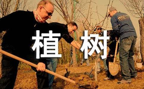 植树造林和村庄道路绿化工作汇报