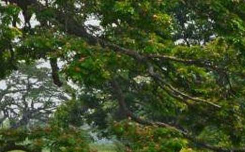 《白杨》说课稿