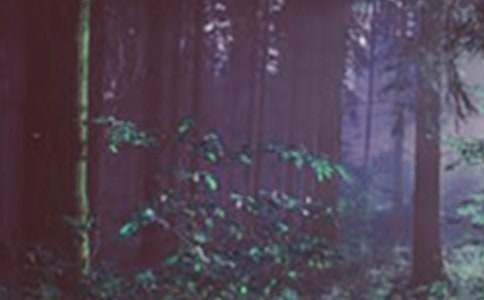 森林草原防火隐患排查情况报告范文（通用14篇）