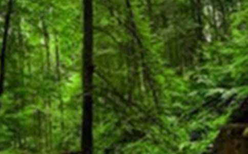 市森林防火工作汇报