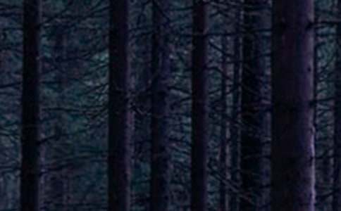 森林防火国旗下讲话稿