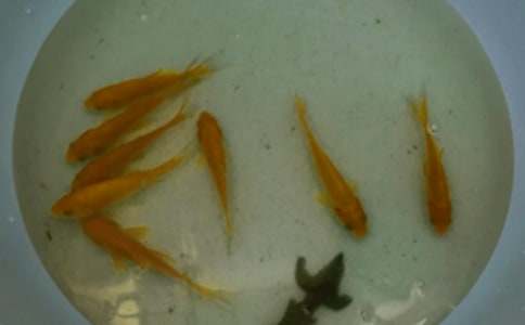 鱼苗买卖合同范本