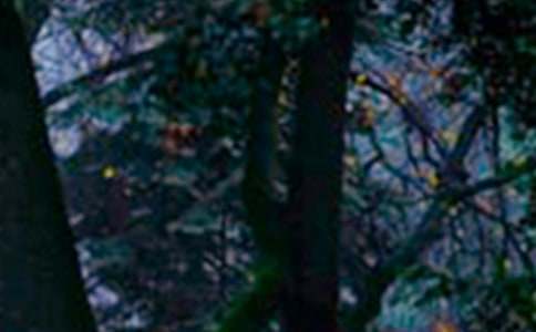 森林防火的工作情况报告