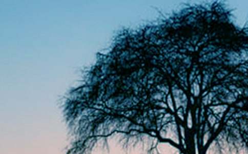 小草和大树说课稿