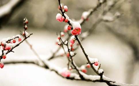 梅花个性诗歌语录(精选40句)