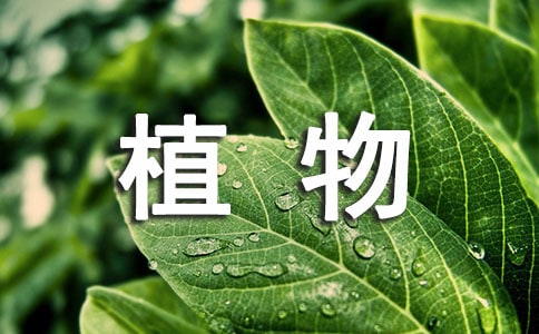 玫瑰花植物说明文范文550字