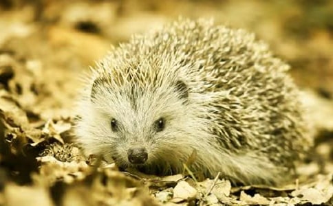 刺猬日记作文600字