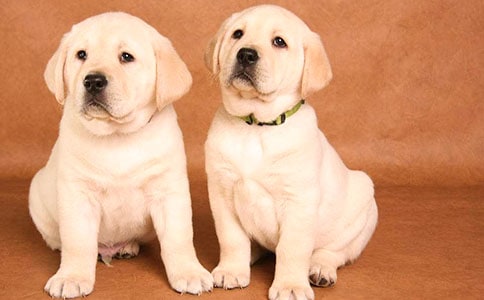 可爱的小狗日记三篇