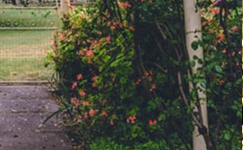 关于巨人的花园的读后感