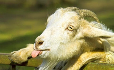 姥姥家的小山羊日记