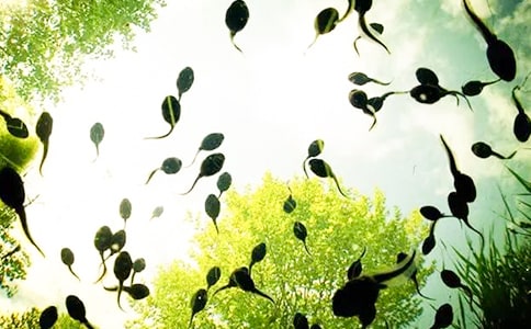 小蝌蚪观察日记150字