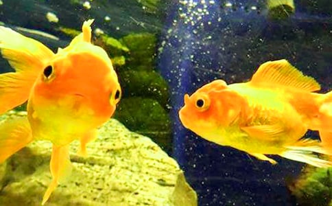 可爱的小金鱼作文精选