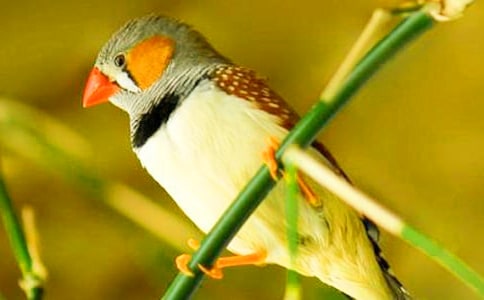 关于《珍珠鸟》的读后感范文