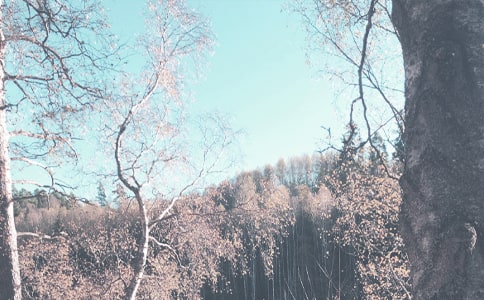 小学生秋季写景作文