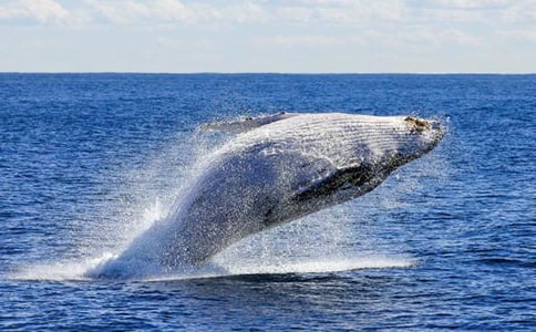 关于鲸鱼的说明文