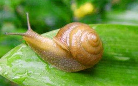 观察蜗牛小学日记300字