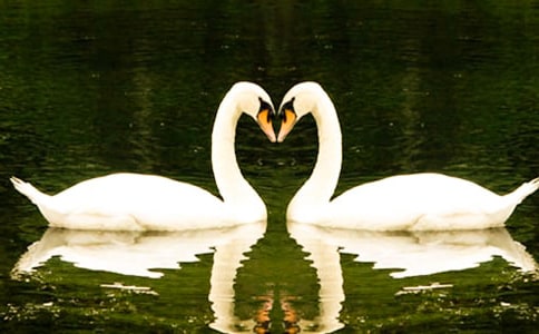 水晶小天鹅说明文