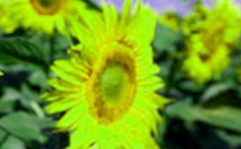 幸福的向日葵观后感范文