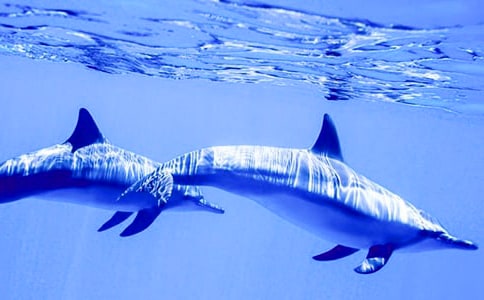 精选海豚说明文作文3篇