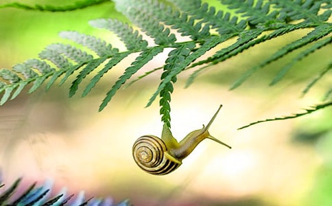 观察蜗牛的日记范文精选