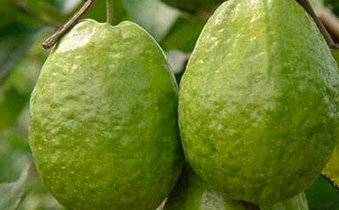 临潼石榴说明文