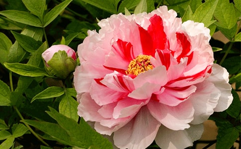 游记作文:游曹州牡丹园