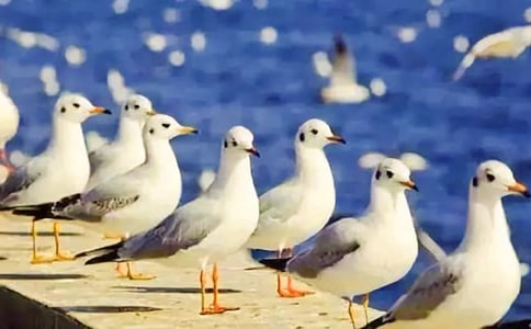 关于《海鸥乔纳森》的读后感作文