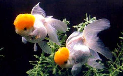 小金鱼初中作文