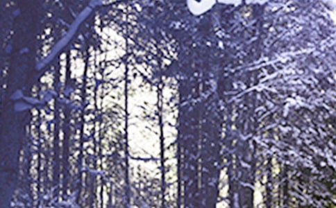 小雪花的日记650字