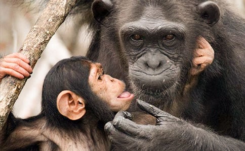 我想做一只自由的猩猩-观后感